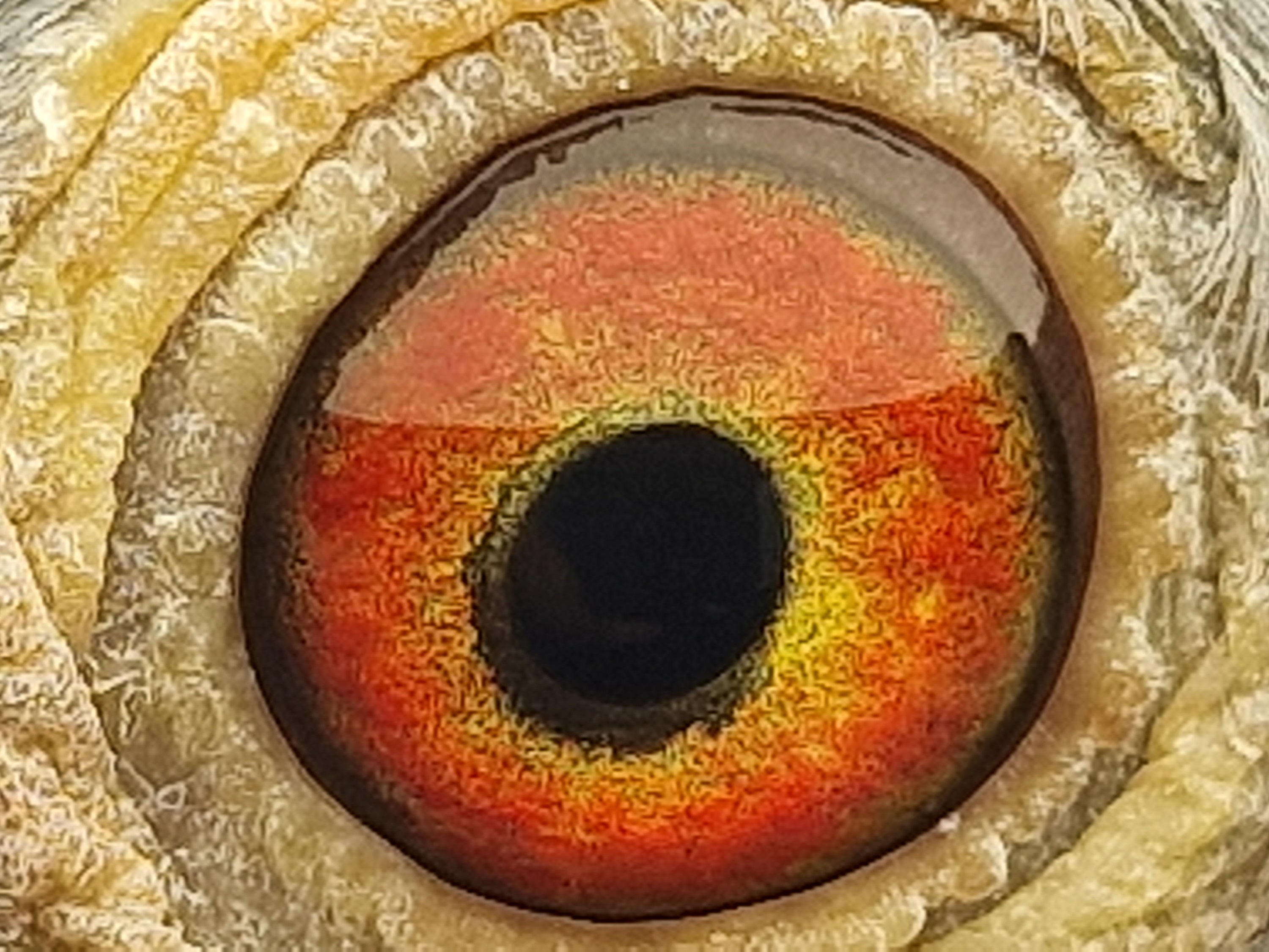 Pigeon eye